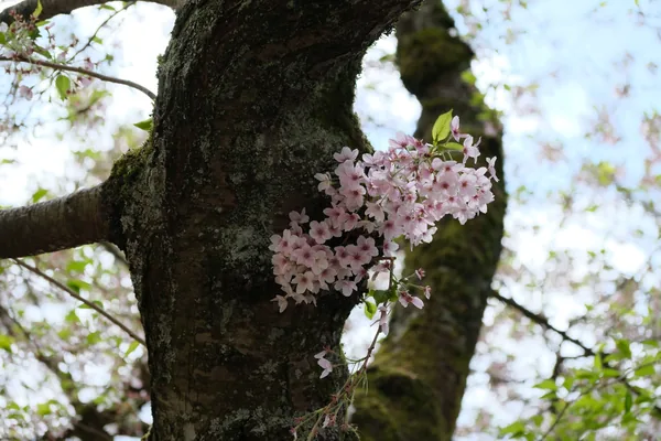 Sakura 10