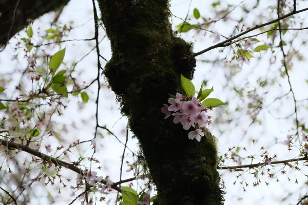 Sakura 03