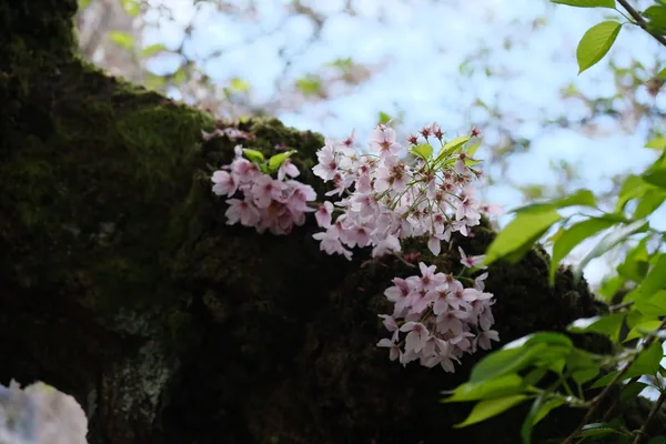 Sakura 05