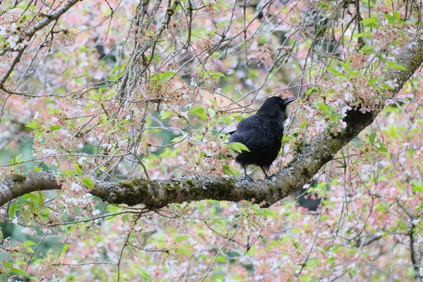Sakura 06