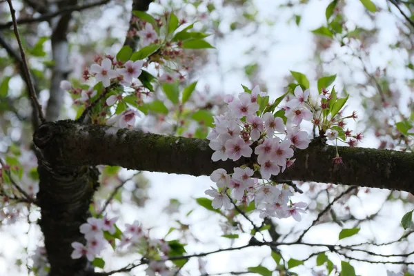 Sakura 08