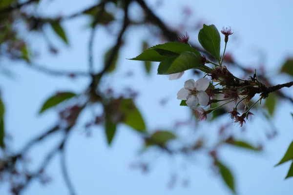 Sakura 09