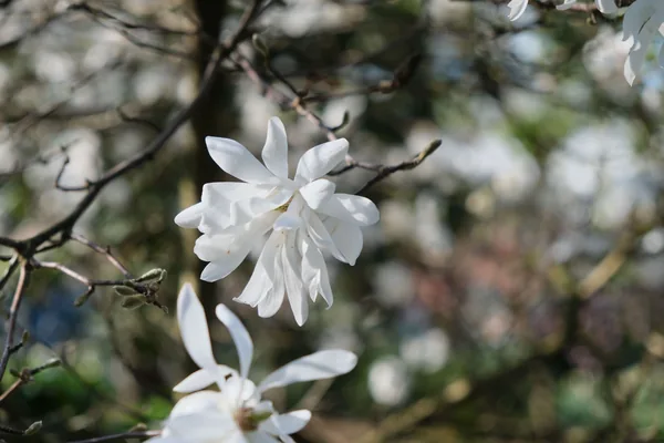 Spring 02