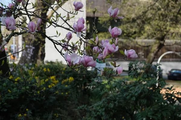 Spring 03