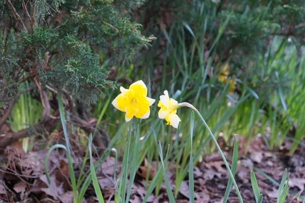 Spring 04
