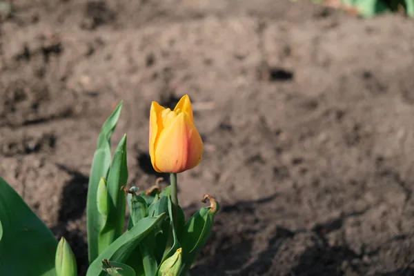 Spring 05