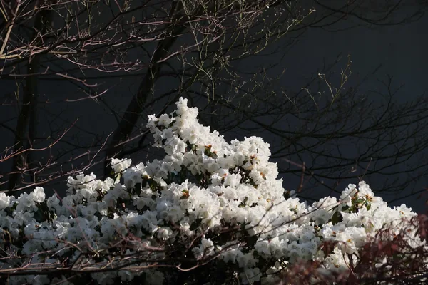 Spring 08